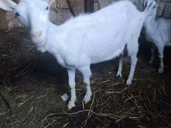 تيس, Alpine goat