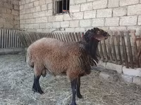 Ram, Sheep — photo 2