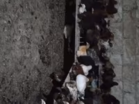 Chickens — foto 3