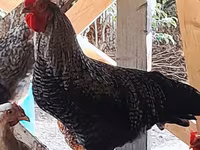 Chickens — 3-rasm