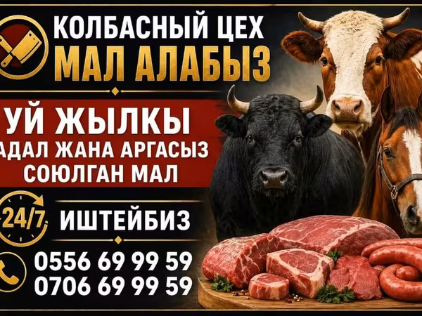 Toro, Ganado vacuno