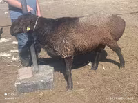 मेढ़ा, Edilbay sheep — फ़ोटो 1