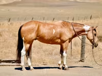 घोड़ी, Quarter Horse — फ़ोटो 2