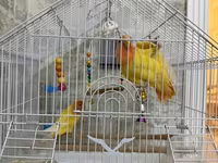 Məhsul: Qəfəsdə cüt papuqay (lovebird) və tam aksesuar dəsti Təsvir — фото 1