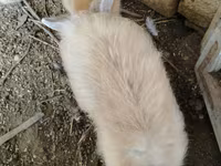 Chickens — 5-сурет
