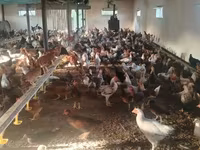 Chickens — Foto 2