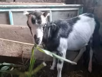 Cabra, Cabras — foto 1