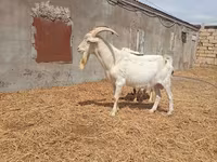 Теке, Saanen goat — 1-сурет