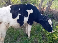 Kuh, Holstein-Rasse — Foto 1