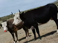 Cow, Cattle — photo 7