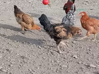 Chickens — Foto 3