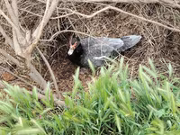 Domestic Muscovy — 3-rasm