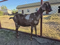 Ziege, Nubian Goat — Foto 5