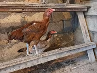 Chickens — foto 5