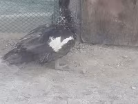 Ducks — foto 4