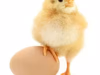 Chickens — 照片 2