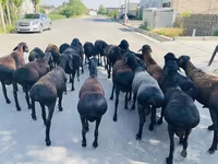 Ram, Sheep — photo 3