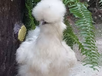 Chickens — foto 5