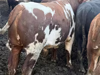 Бұқа, Simmental cattle — 6-сурет