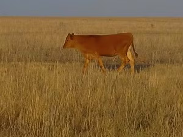 Bulle, Swiss cattle