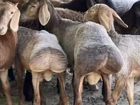 Widder, Arashan sheep — Foto 3