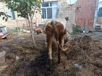 İnək, Simmental cattle — foto 3