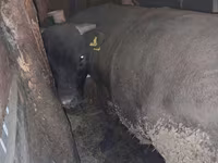 Bull, Aberdeen-Angus — photo 1