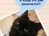 Необходимо мясо, живой скот. — фото 5