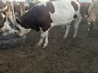 ثور, Simmental cattle — الصورة 1
