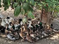 Ducks — Foto 1