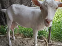 Ziege, Saanen goat — Foto 2