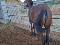 Бие, Kazakh horse — 3-сурет