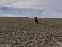 فرس, Horse breed — الصورة 3