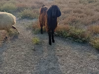 Ziegenbock, Nubian Goat — Foto 3