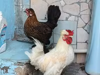 Japanisches Bantam — Foto 4