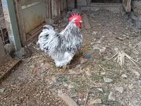 Chickens — Foto 3