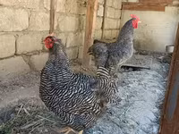 Gallina eslovena barrada — foto 4