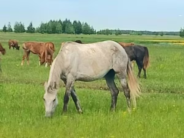 Stute, Arabian horse