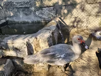 Ducks — Foto 5