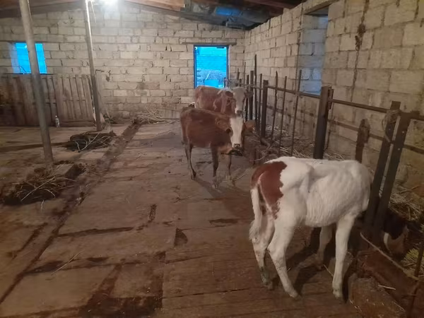 Toro, Ganado vacuno