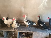 Hausente — Foto 4