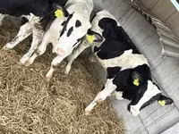 Bulle, Russian Black pied cattle — Foto 6