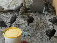 Guinea fowl — Foto 1