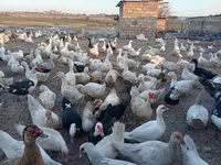 Deutscher Pekin — Foto 5