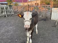 Sigir, Russian Black pied cattle — 2-rasm