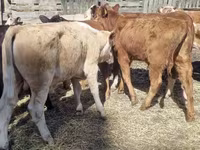 Rinder (Partie, Geschlecht nicht angegeben), Swiss cattle — Foto 4