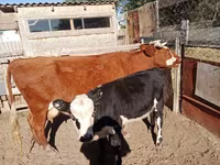 母牛, Latvian Blue cattle — 照片 1