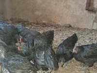 ऑस्ट्रेलियन पिट गेम फाउल — फ़ोटो 3