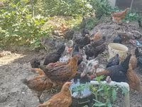 Chickens — foto 2
