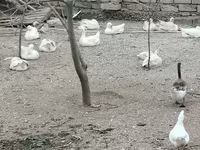Geese — Foto 1